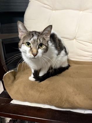 Bibble, Adoptable, Adult Female Domestic Short Hair & Domestic Short Hair.