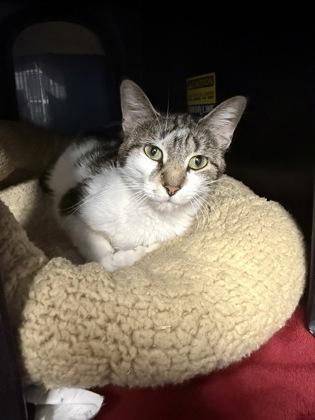 Enlarge Bibble, a Adoptable mixed breed in Shawano, WI image 3/3