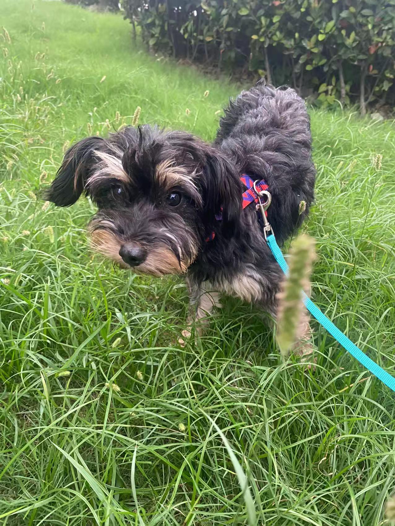 Ruby, adopted, Young Female Miniature Schnauzer.