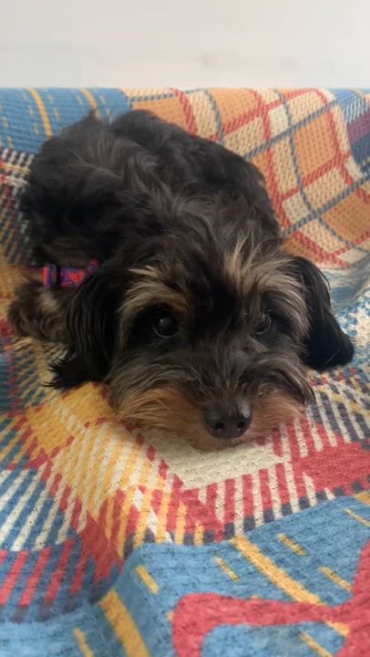 Enlarge Ruby, an adopted Miniature Schnauzer in Toronto, ON video 3/3