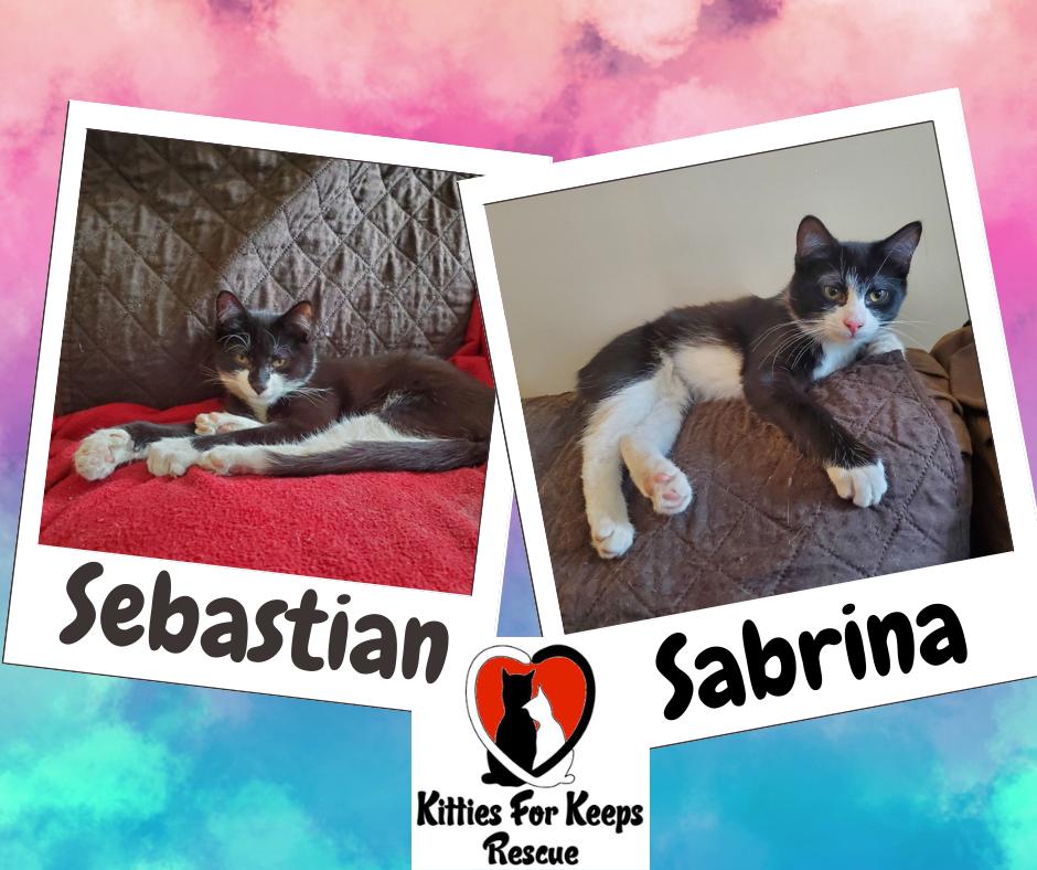 SEBASTIAN AND SABRINA - Bonded siblings, Adoptable, Young Male Domestic Short Hair.