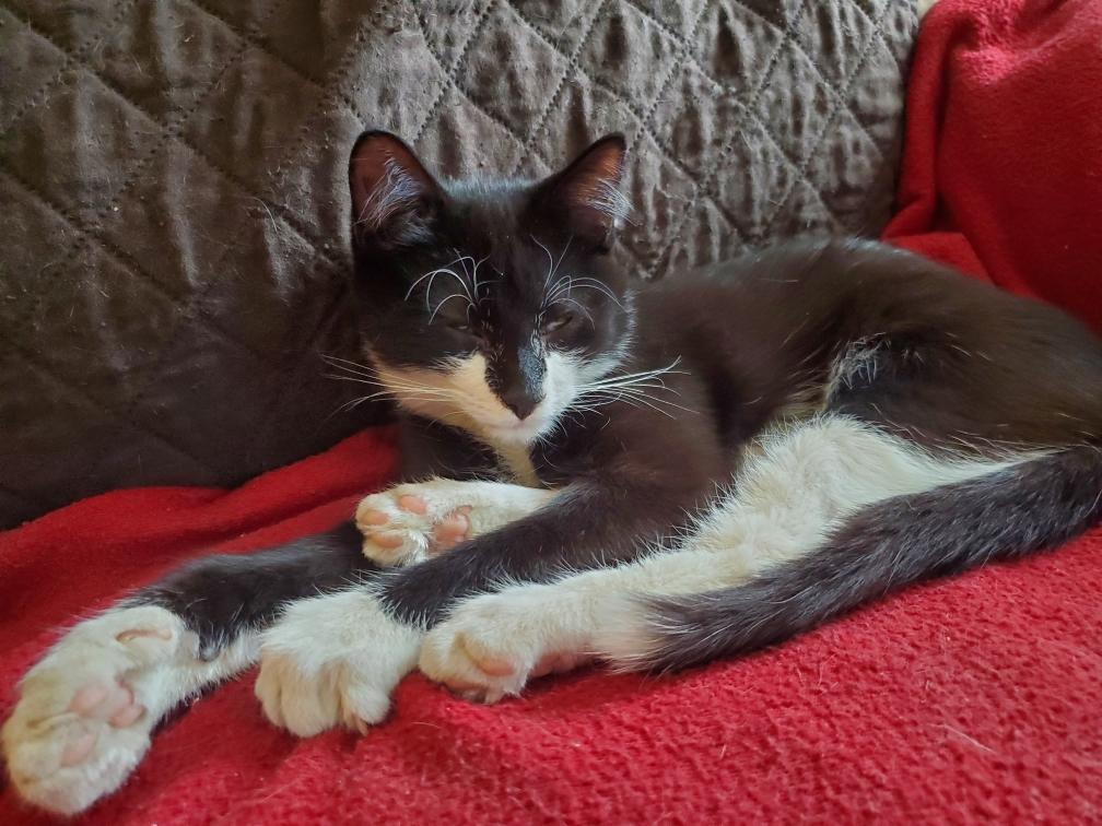 Enlarge SEBASTIAN AND SABRINA - Bonded siblings, a Adoptable Domestic Short Hair in Oak Lawn, IL image 2/3