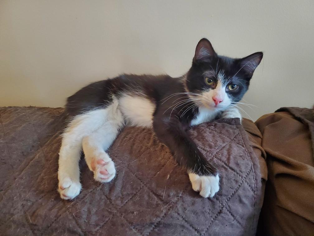 Enlarge SEBASTIAN AND SABRINA - Bonded siblings, a Adoptable Domestic Short Hair in Oak Lawn, IL image 3/3