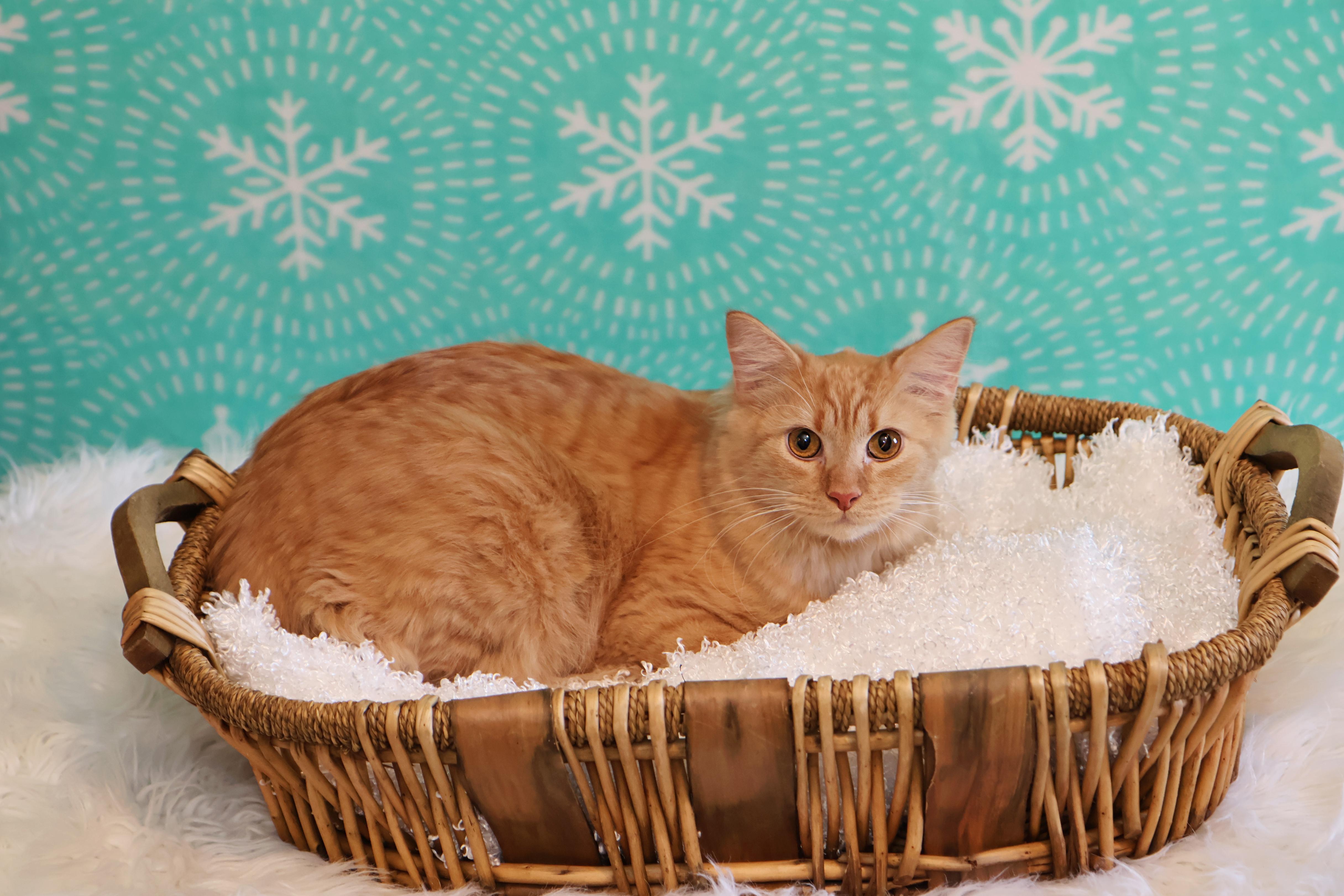 Georgie, Young Male Domestic Medium Hair
