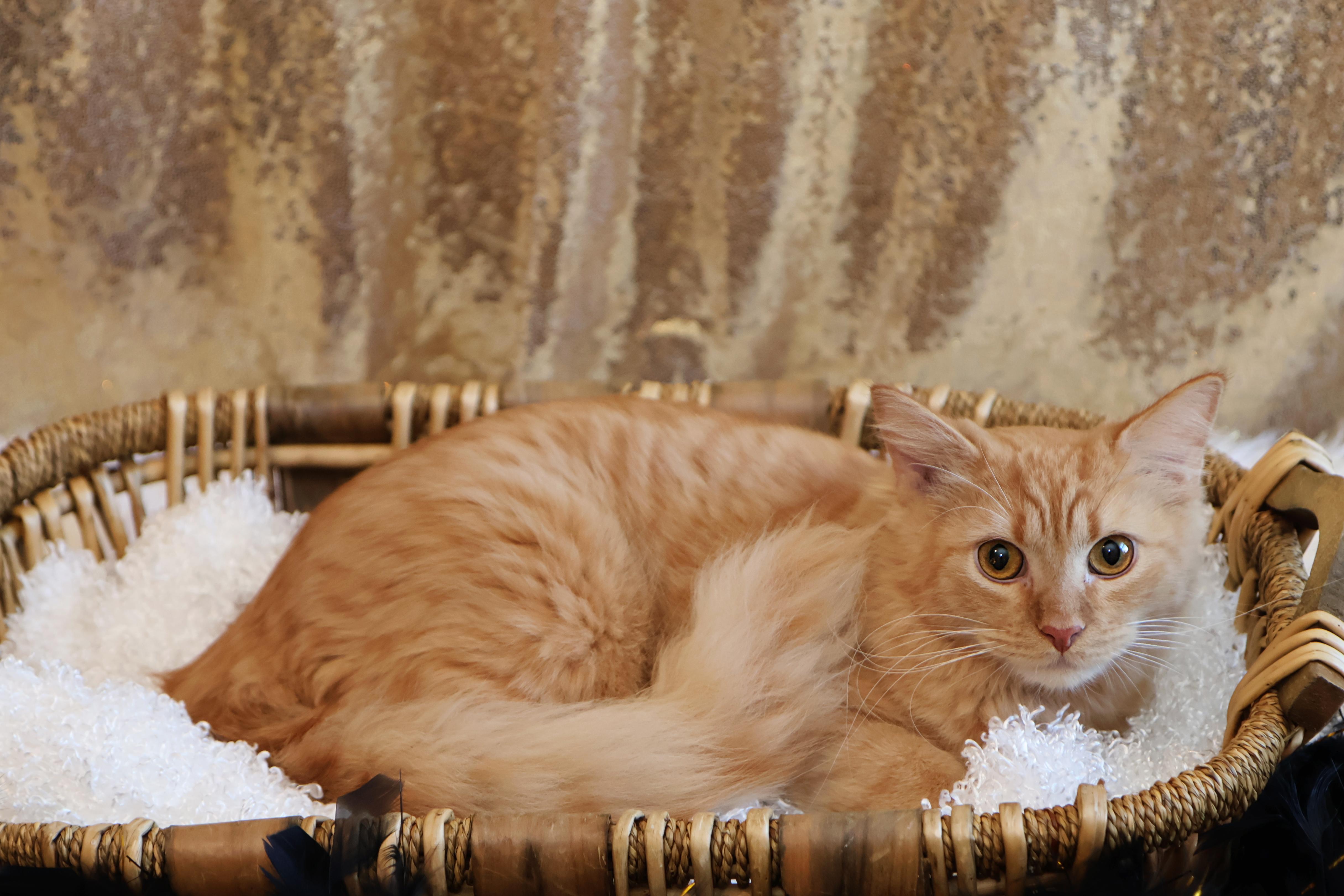 Georgie, a Adopted Domestic Medium Hair in Mission, KS image 2/2