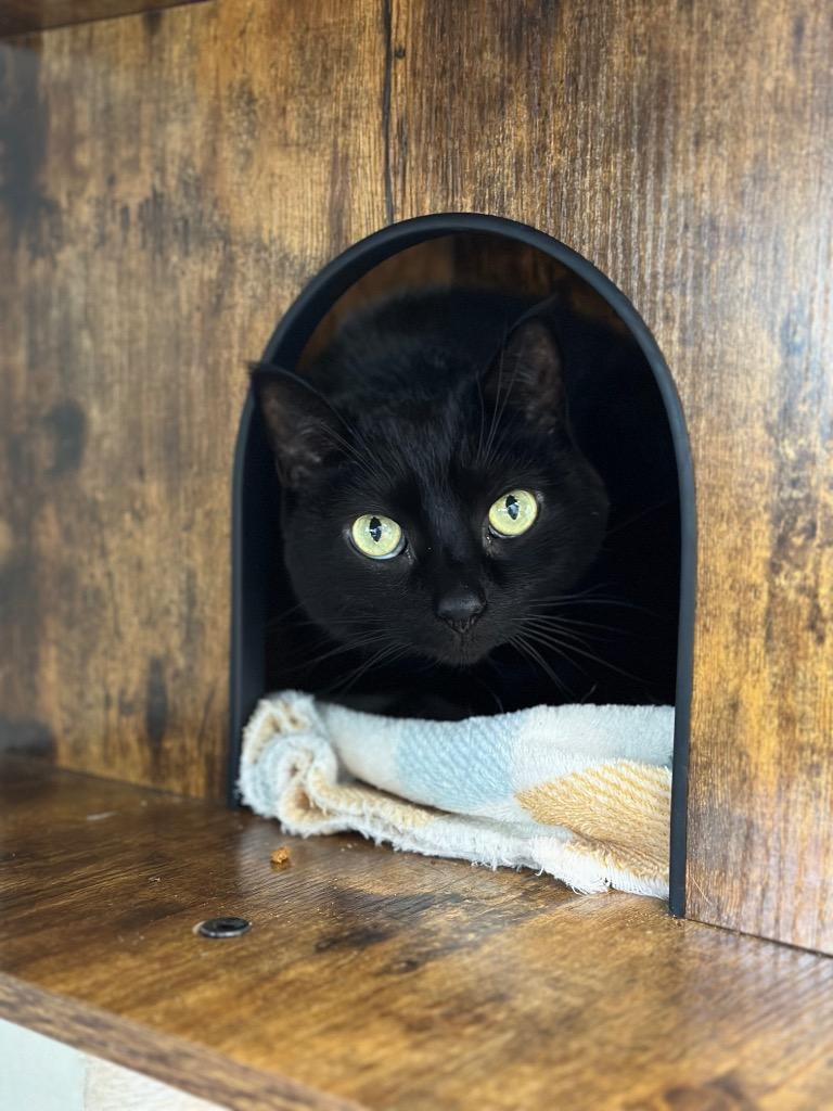 Luna (fka JuJu), Adoptable, Senior Female Domestic Short Hair.