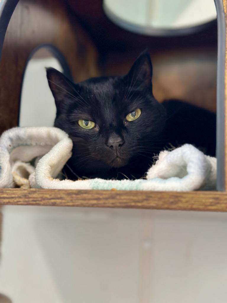 Luna (fka JuJu), a Adoptable mixed breed in Cumberland, ME image 3/3