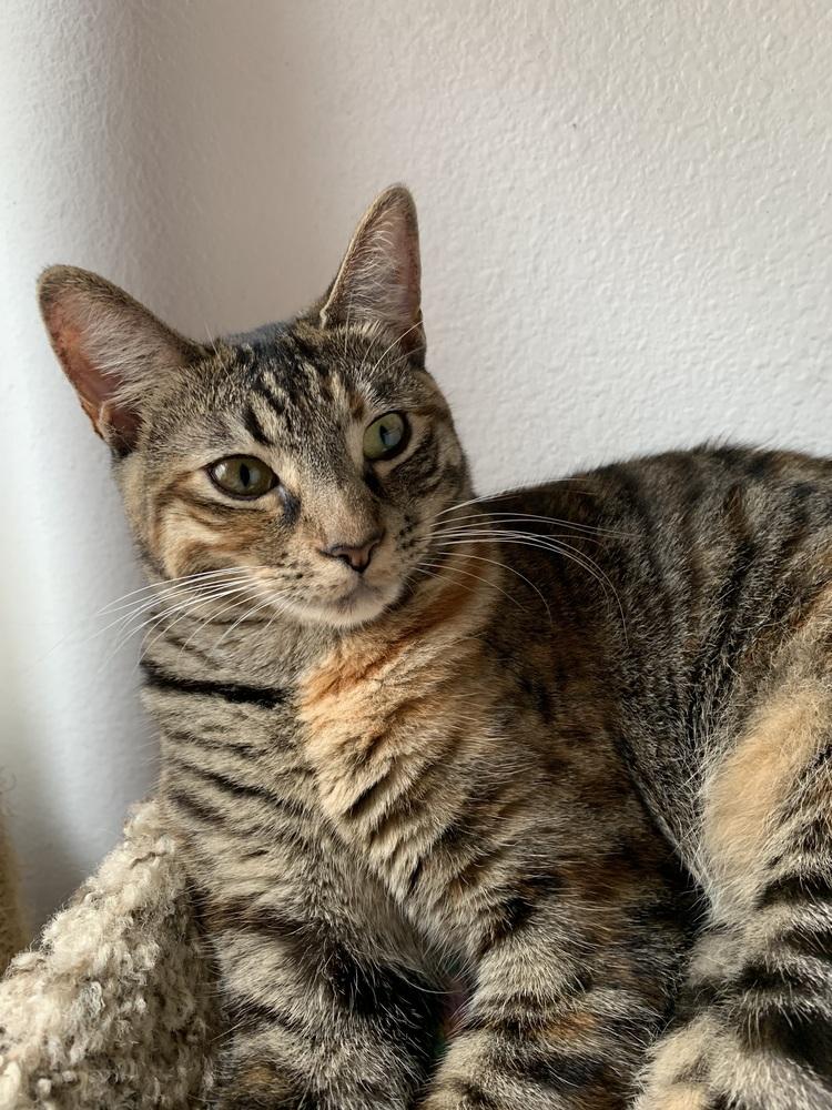 Enlarge Munchkin, a Adoptable mixed breed in Dallas, TX image 1/6