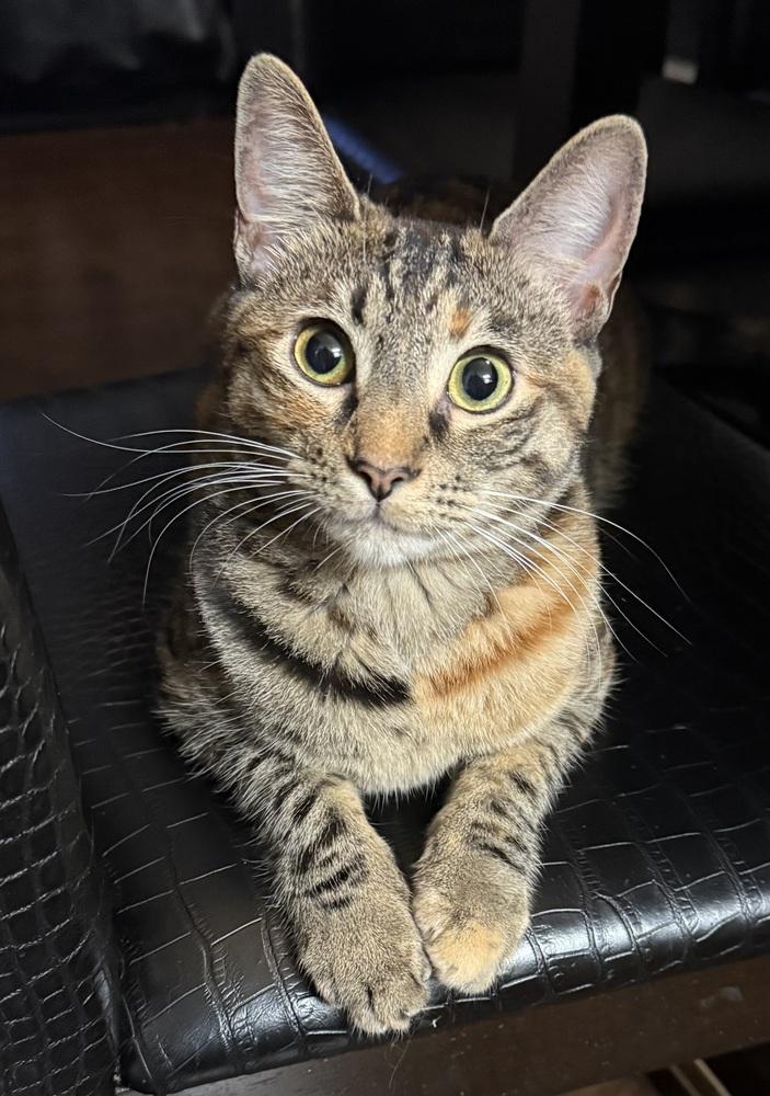 Enlarge Munchkin, a Adoptable mixed breed in Dallas, TX image 2/6