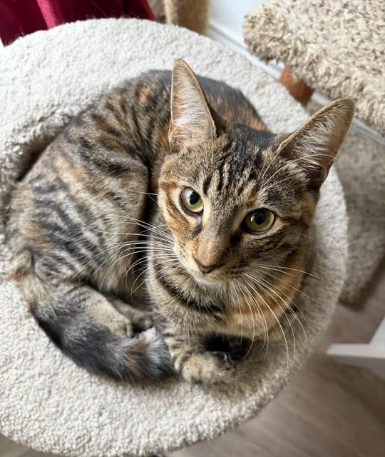 Enlarge Munchkin, a Adoptable mixed breed in Dallas, TX image 3/6