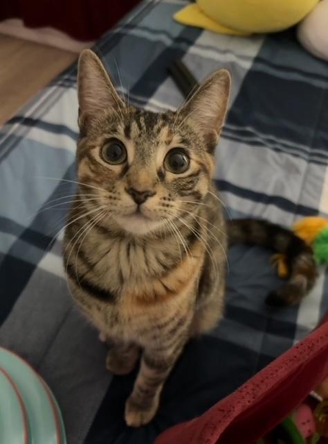 Enlarge Munchkin, a Adoptable mixed breed in Dallas, TX image 4/6