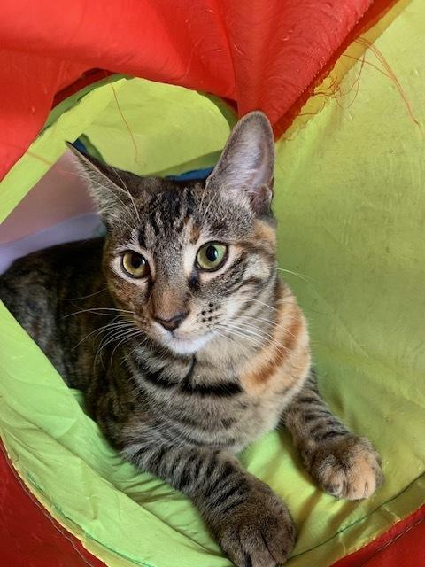 Enlarge Munchkin, a Adoptable mixed breed in Dallas, TX image 5/6