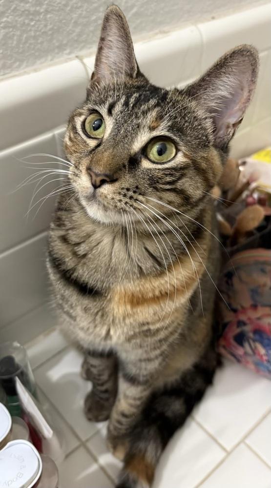 Enlarge Munchkin, a Adoptable mixed breed in Dallas, TX image 6/6