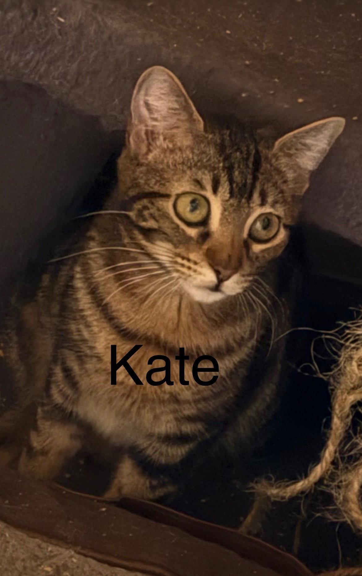 Kate, Adoptable, Young Female Domestic Short Hair.