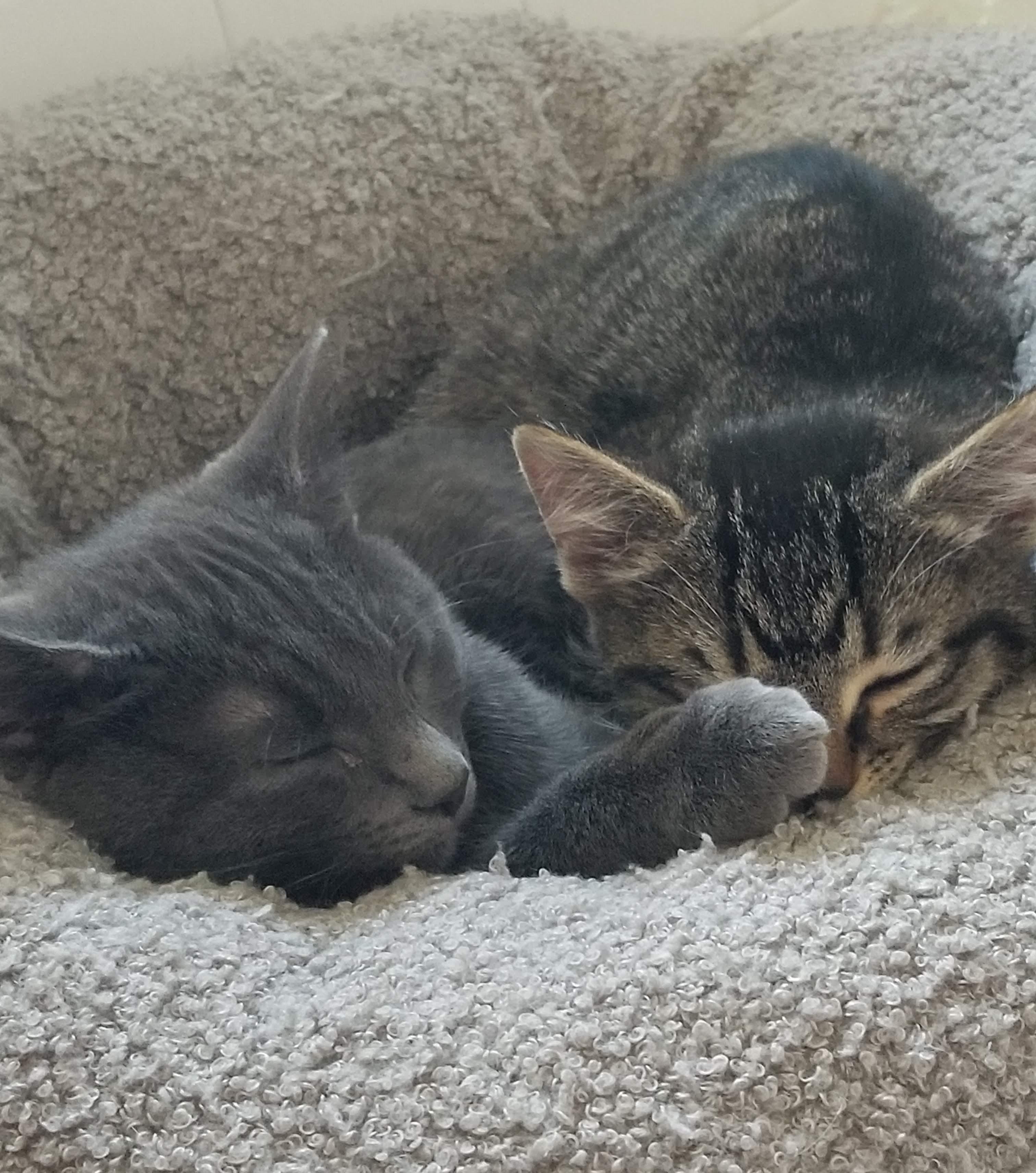 Enlarge Looking for a Purr-fect Valentine? Meet Sudsy & Squeegee , a Adoptable Domestic Short Hair in Laurel, MD image 3/6