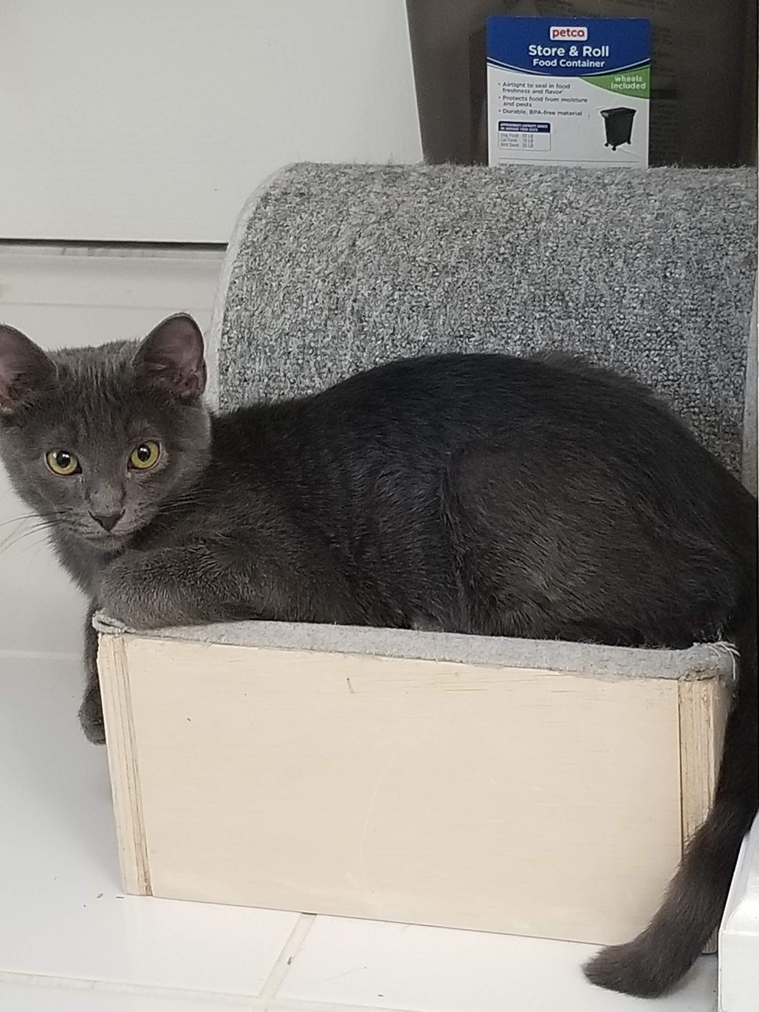 Enlarge Looking for a Purr-fect Valentine? Meet Sudsy & Squeegee , a Adoptable Domestic Short Hair in Laurel, MD image 5/6