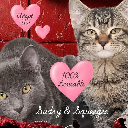 Enlarge Looking for a Purr-fect Valentine? Meet Sudsy & Squeegee , a Adoptable Domestic Short Hair in Laurel, MD image 1/6