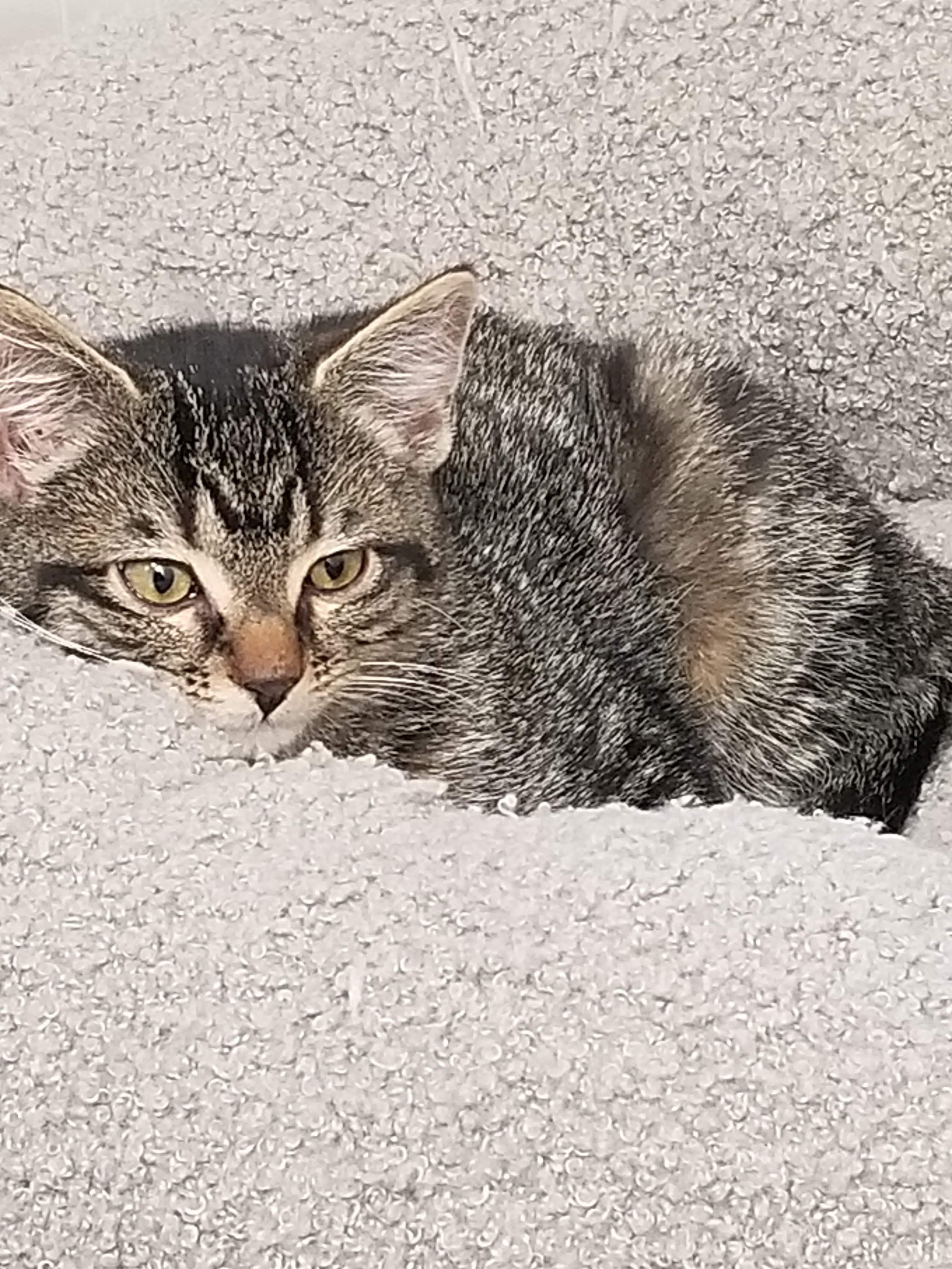 Enlarge Looking for a Purr-fect Valentine? Meet Sudsy & Squeegee , a Adoptable Domestic Short Hair in Laurel, MD image 6/6