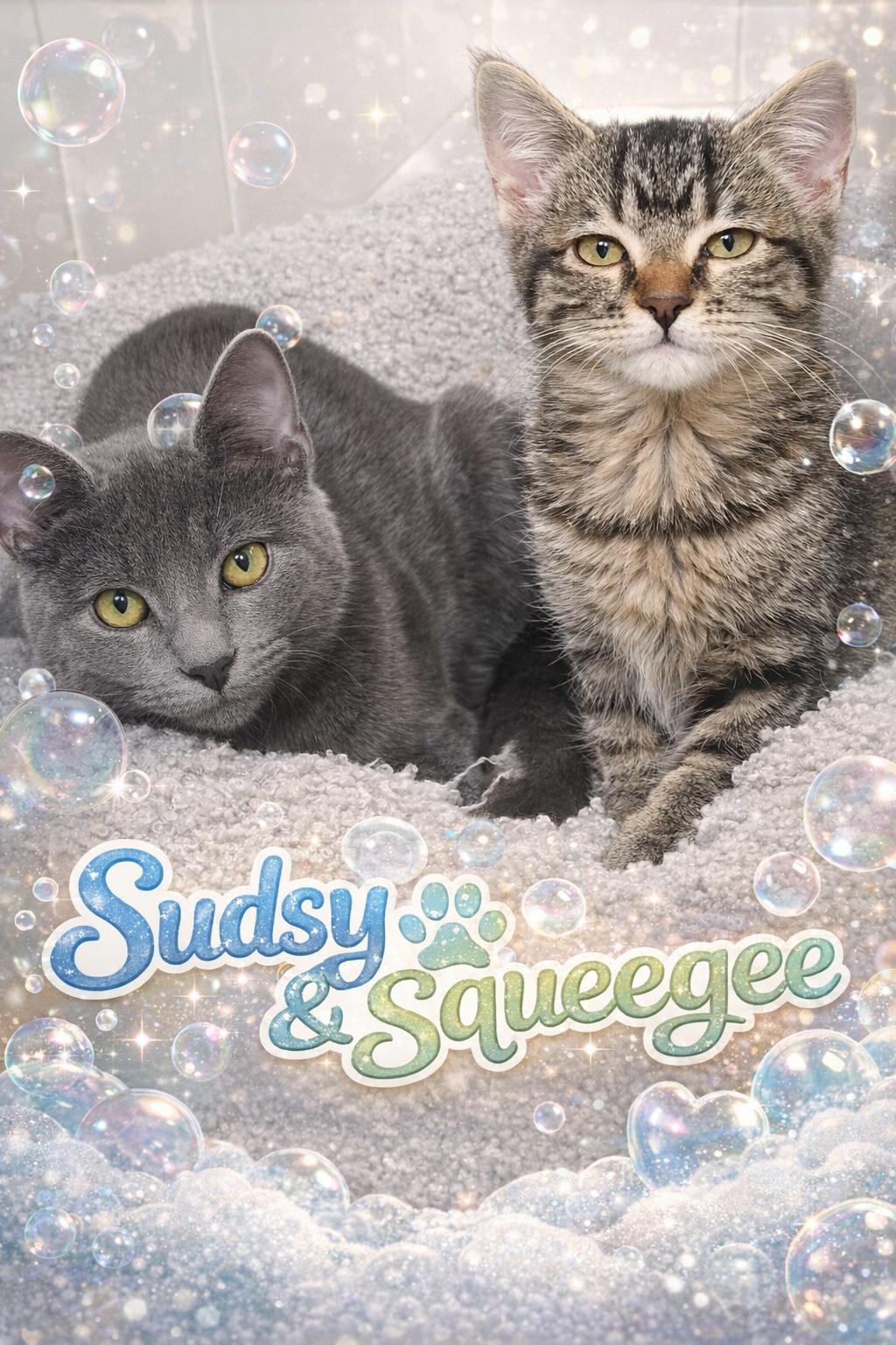Enlarge Sudsy & Squeegee-Kitten Fun & Energy, an adopted Domestic Short Hair in Laurel, MD image 1/6