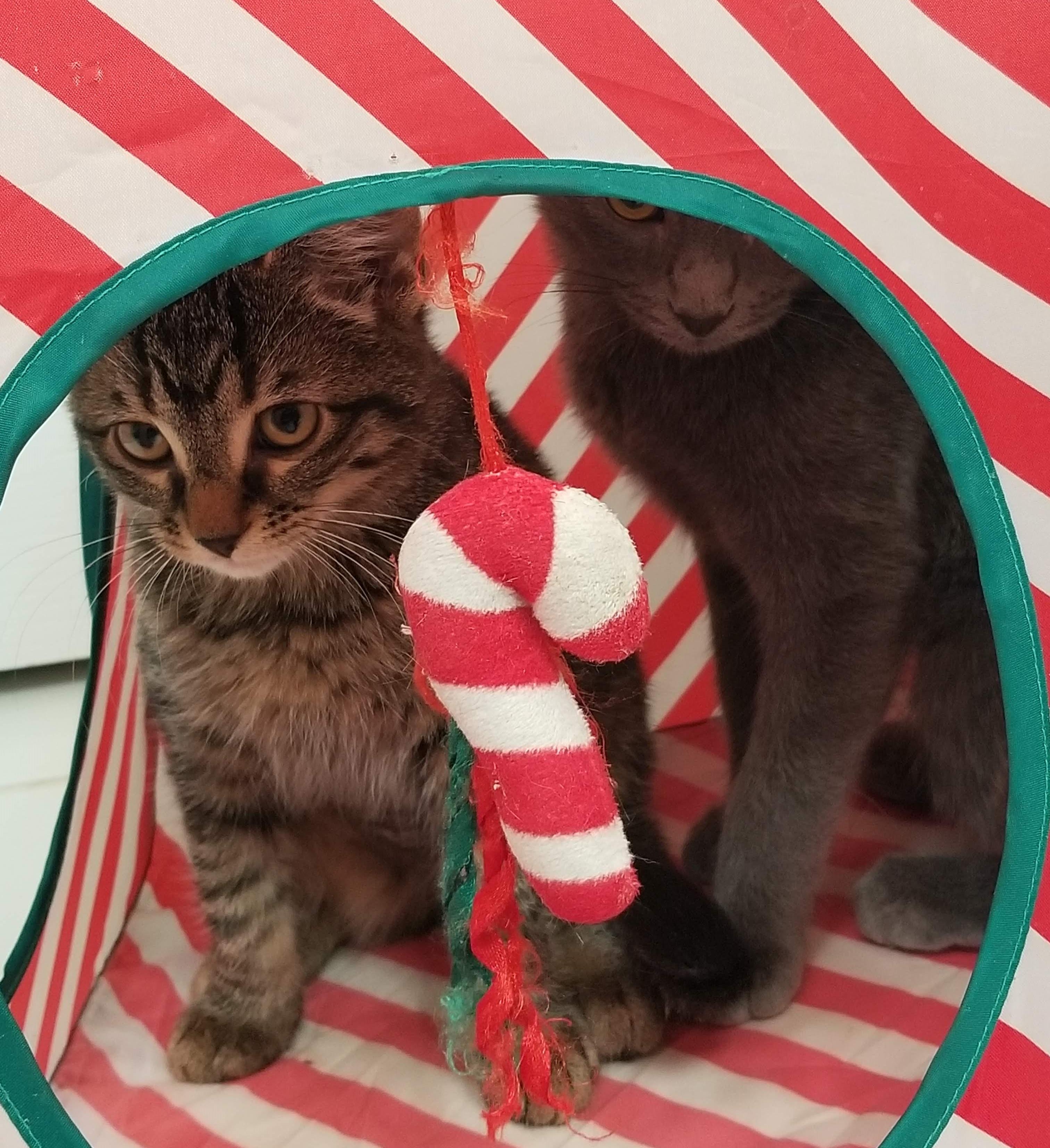 Enlarge Looking for a Purr-fect Valentine? Meet Sudsy & Squeegee , a Adoptable Domestic Short Hair in Laurel, MD image 4/6