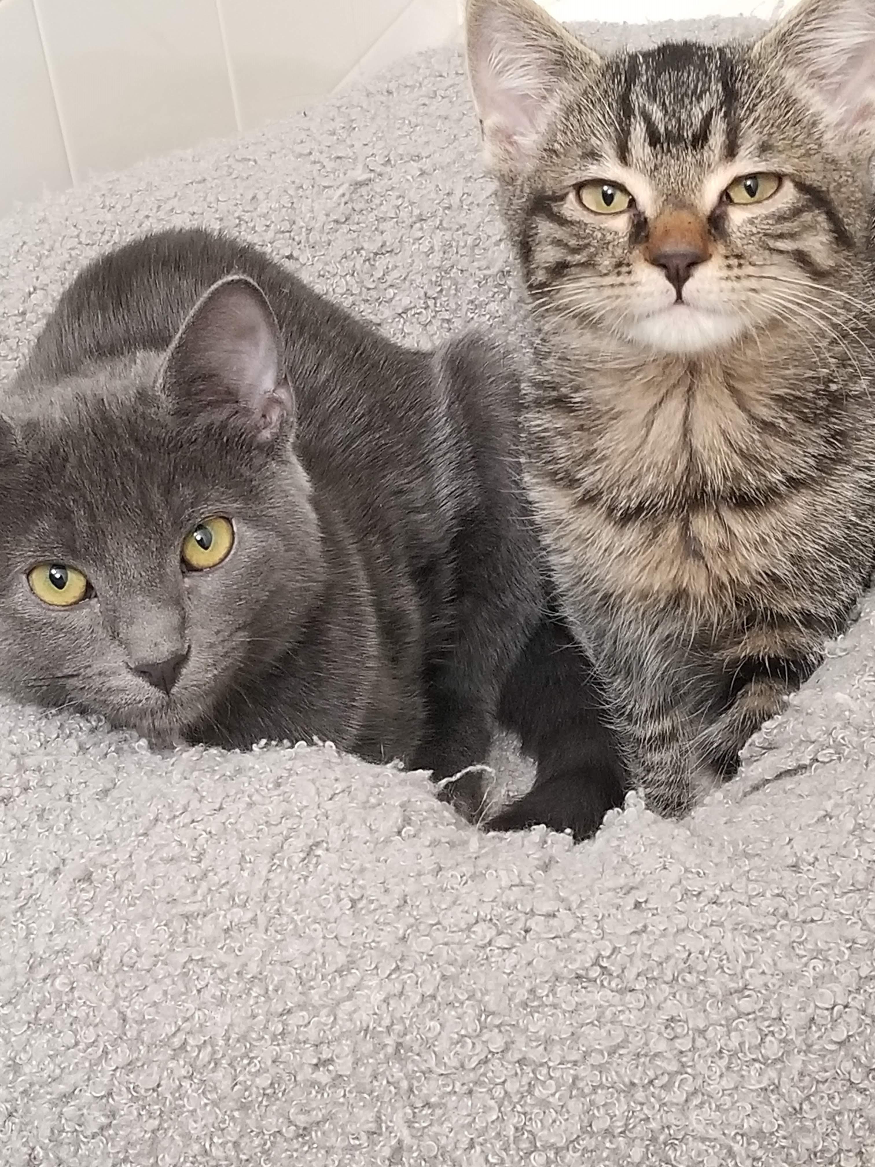 Enlarge Sudsy & Squeegee-Kitten Fun & Energy, a Adoptable Domestic Short Hair in Laurel, MD image 1/6