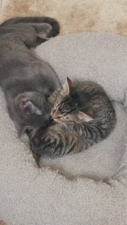 Enlarge Looking for a Purr-fect Valentine? Meet Sudsy & Squeegee , a Adoptable Domestic Short Hair in Laurel, MD video 2/6