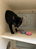 Rose, an adoptable Domestic Short Hair in Hamilton, MT, 59840 | Photo Image 3
