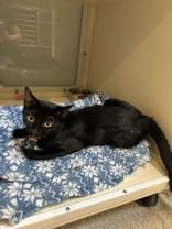Rose, an adoptable Domestic Short Hair in Hamilton, MT, 59840 | Photo Image 2