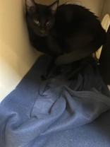 Rose, an adoptable Domestic Short Hair in Hamilton, MT, 59840 | Photo Image 4