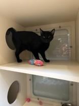 Rose, an adoptable Domestic Short Hair in Hamilton, MT, 59840 | Photo Image 1