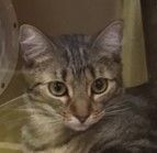 Missy, a Adoptable mixed breed in Mobile, AL image 1/4