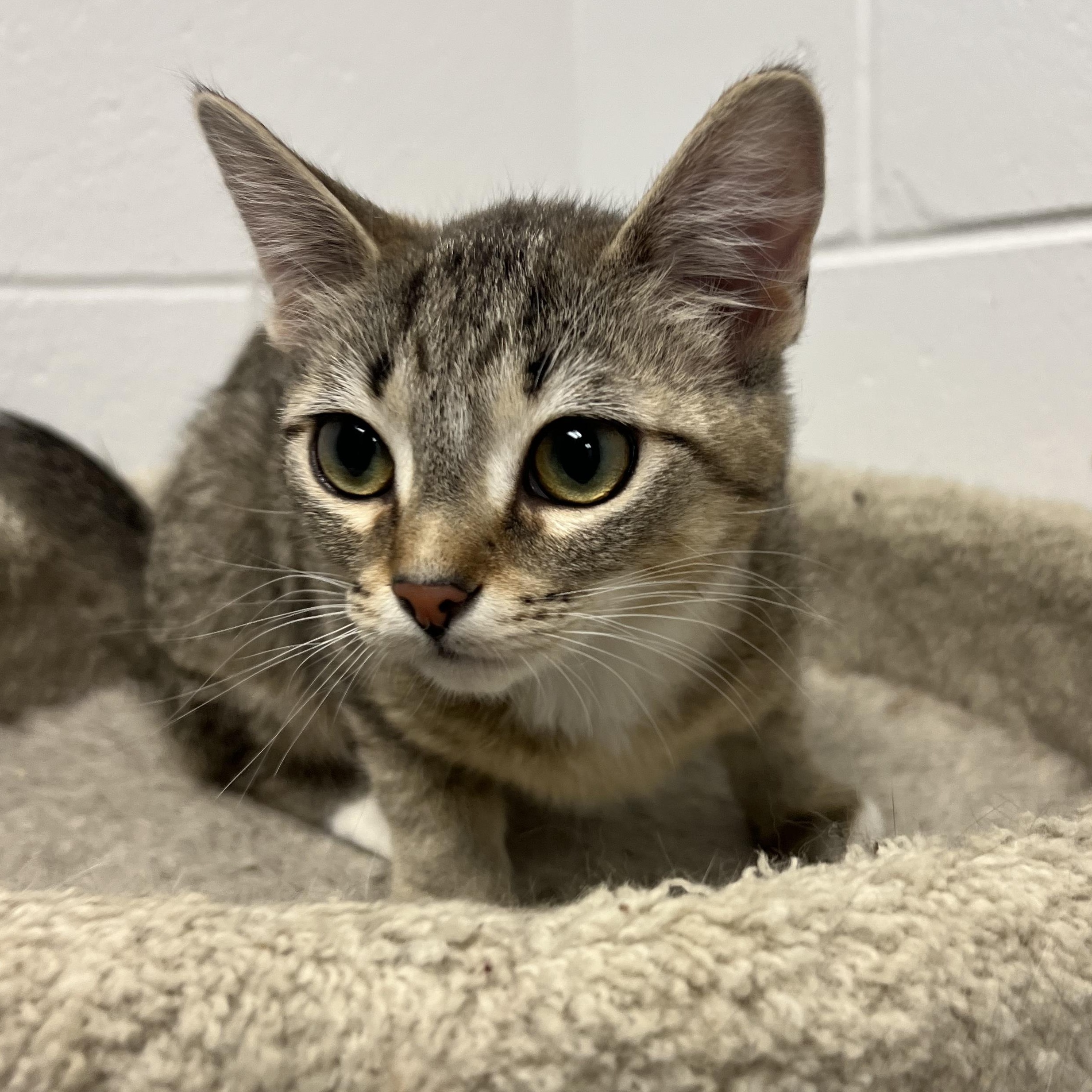 Etienne, adopted, Young Female Tiger.