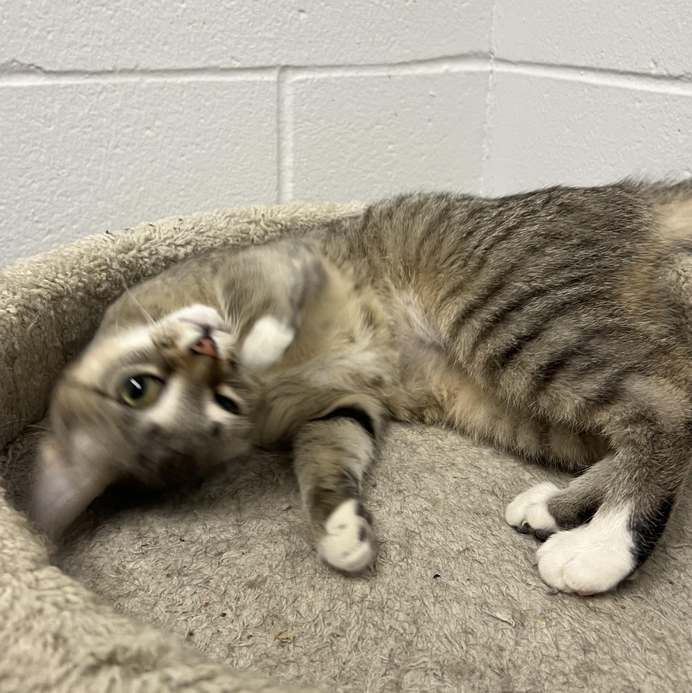 Enlarge Etienne, an adopted Tiger in Mount Pleasant, MI image 2/2