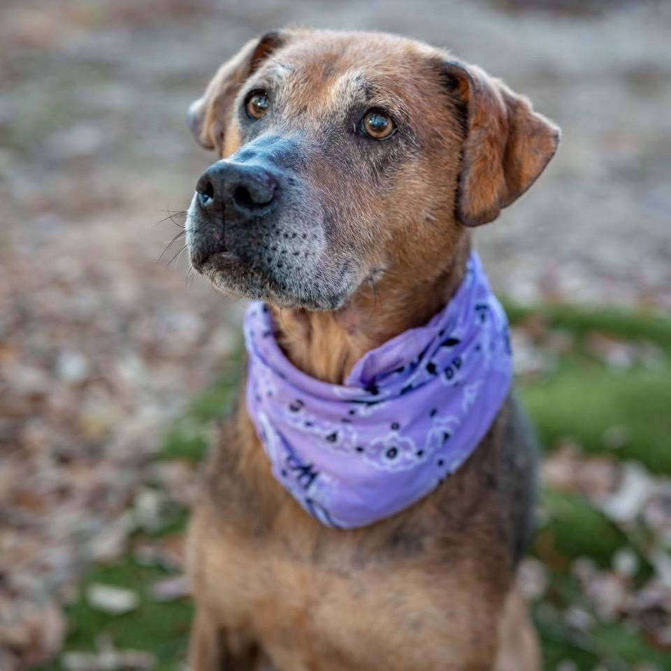 Xena, Adoptable, Senior Female Mixed Breed.