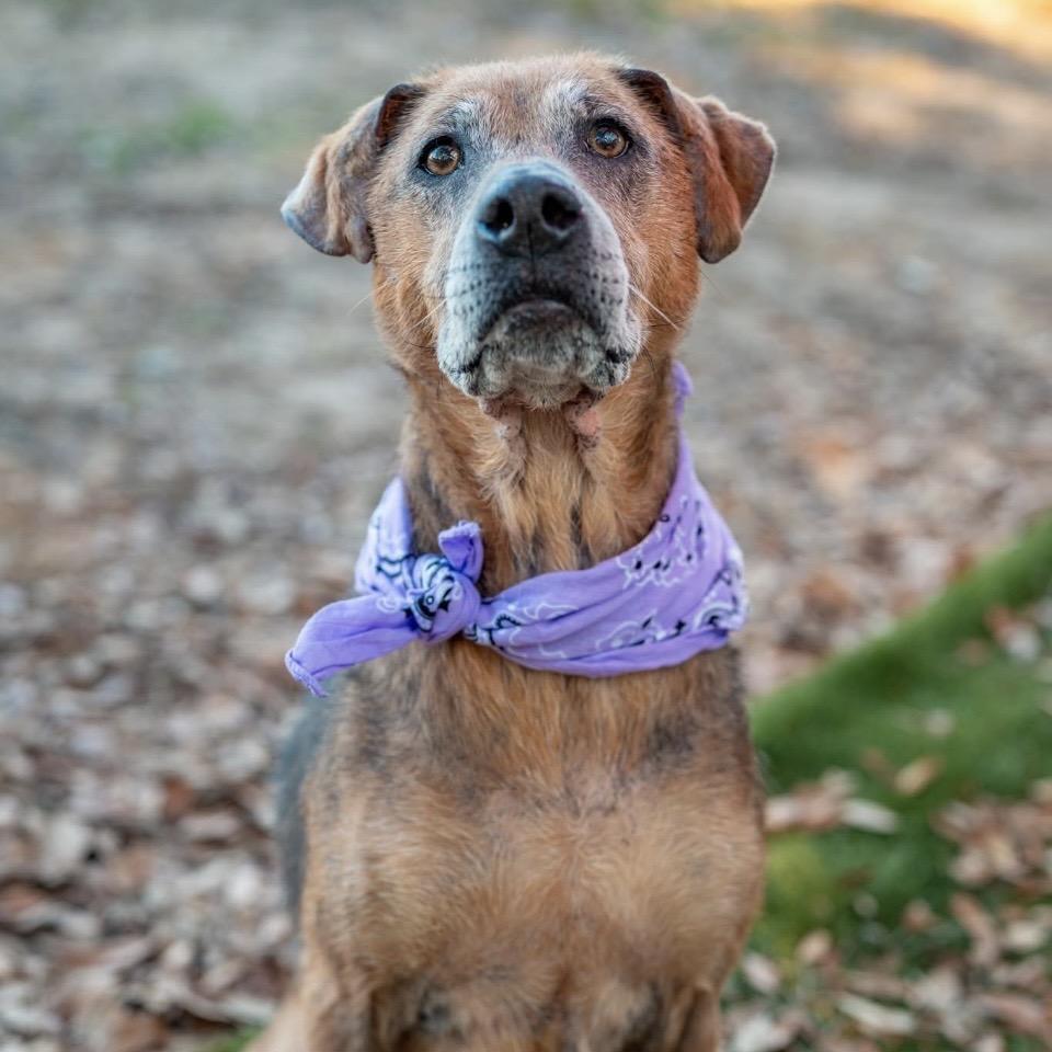 Enlarge Xena, a Adoptable Mixed Breed in Milton, FL image 2/6