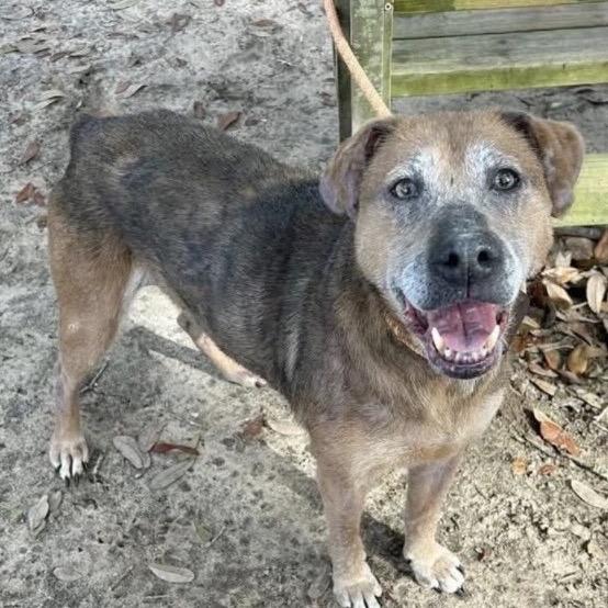 Enlarge Xena, a Adoptable Mixed Breed in Milton, FL image 4/6