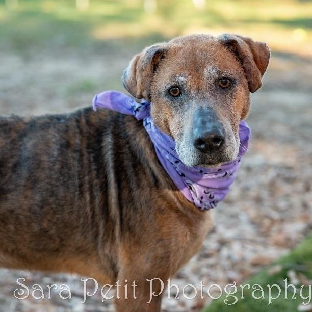 Enlarge Xena, a Adoptable Mixed Breed in Milton, FL image 5/6