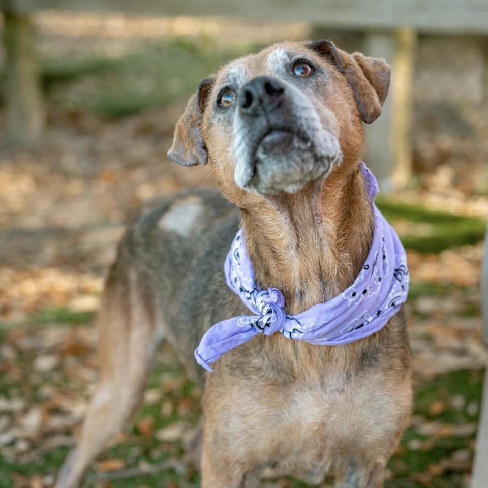 Enlarge Xena, a Adoptable Mixed Breed in Milton, FL image 6/6