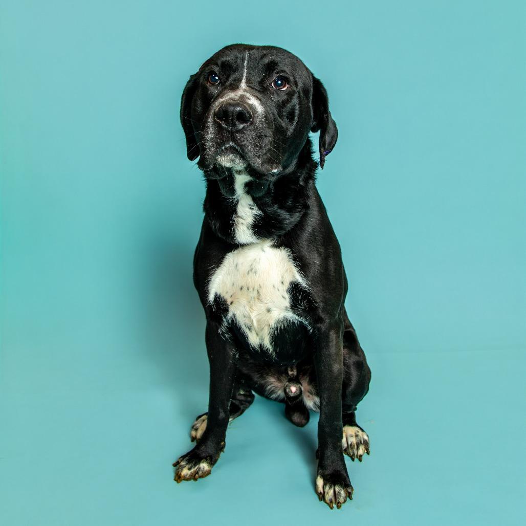 Licorice, a Adoptable mixed breed in Jefferson city, TN image 2/2