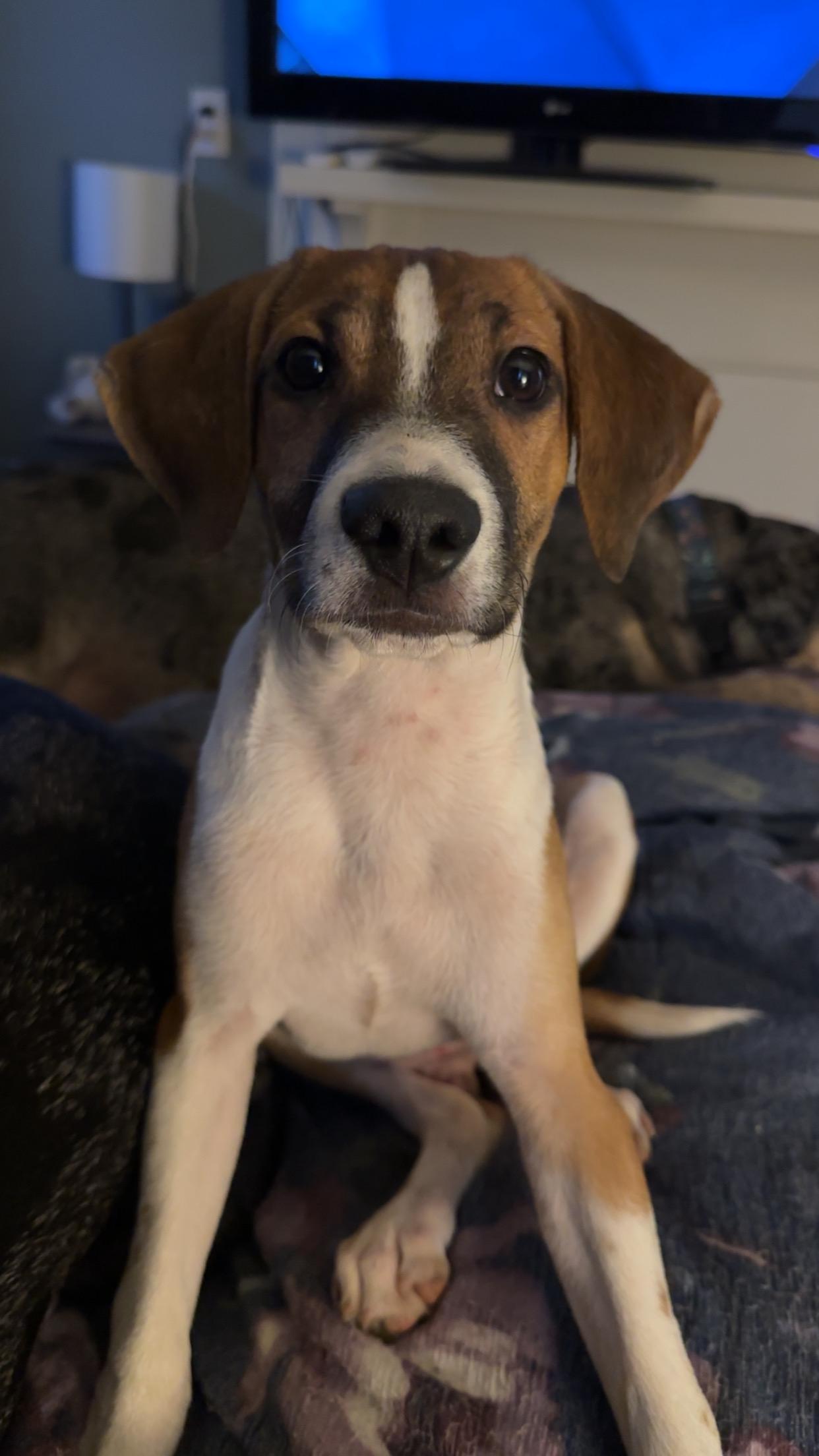 Enlarge Sonic, a Adoptable mixed breed in Charleston , WV image 2/5