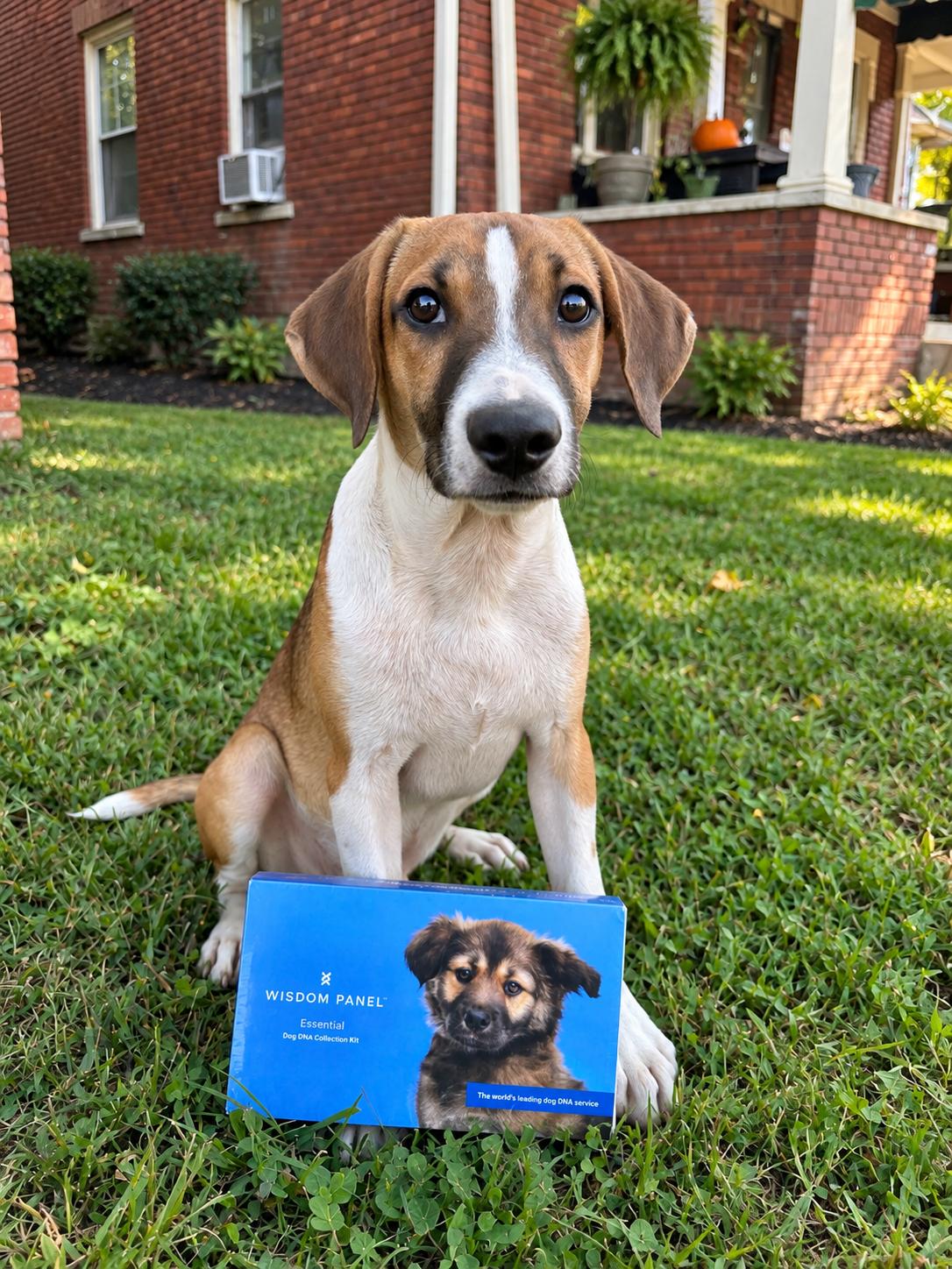 Enlarge Sonic, a Adoptable mixed breed in Charleston , WV image 5/5