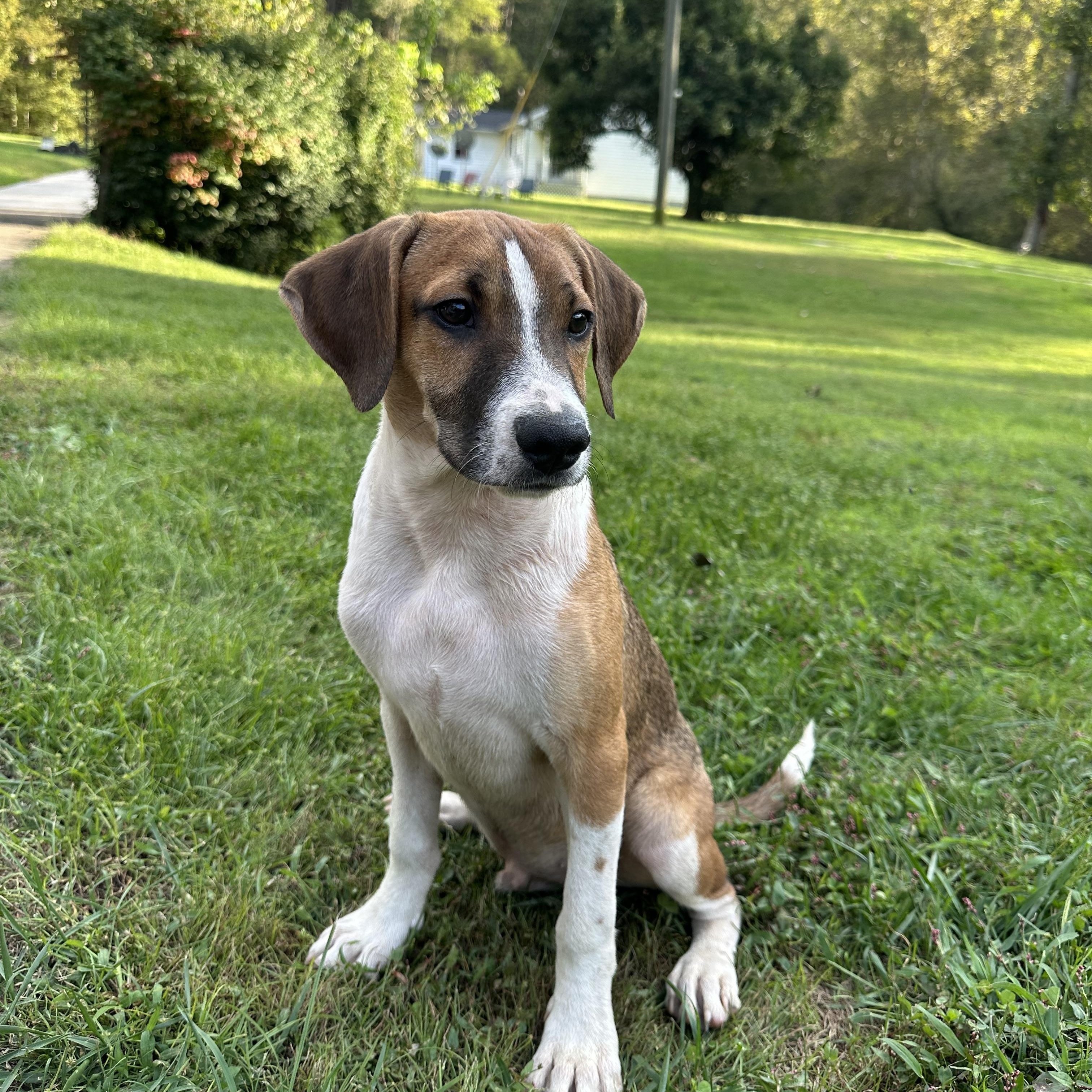 Sonic, Adoptable, Puppy Male Beagle.