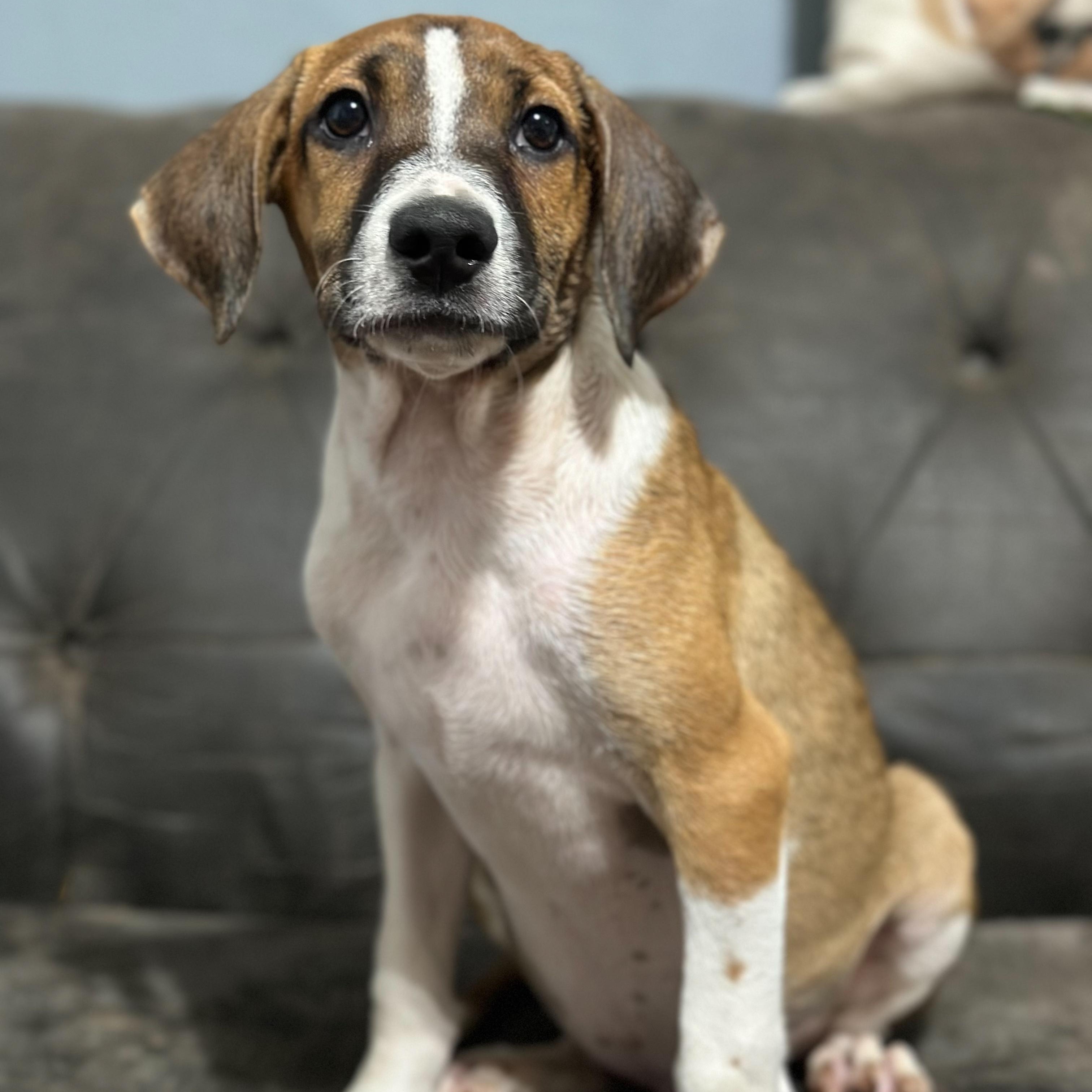 Enlarge Sonic, a Adoptable mixed breed in Charleston , WV image 3/5