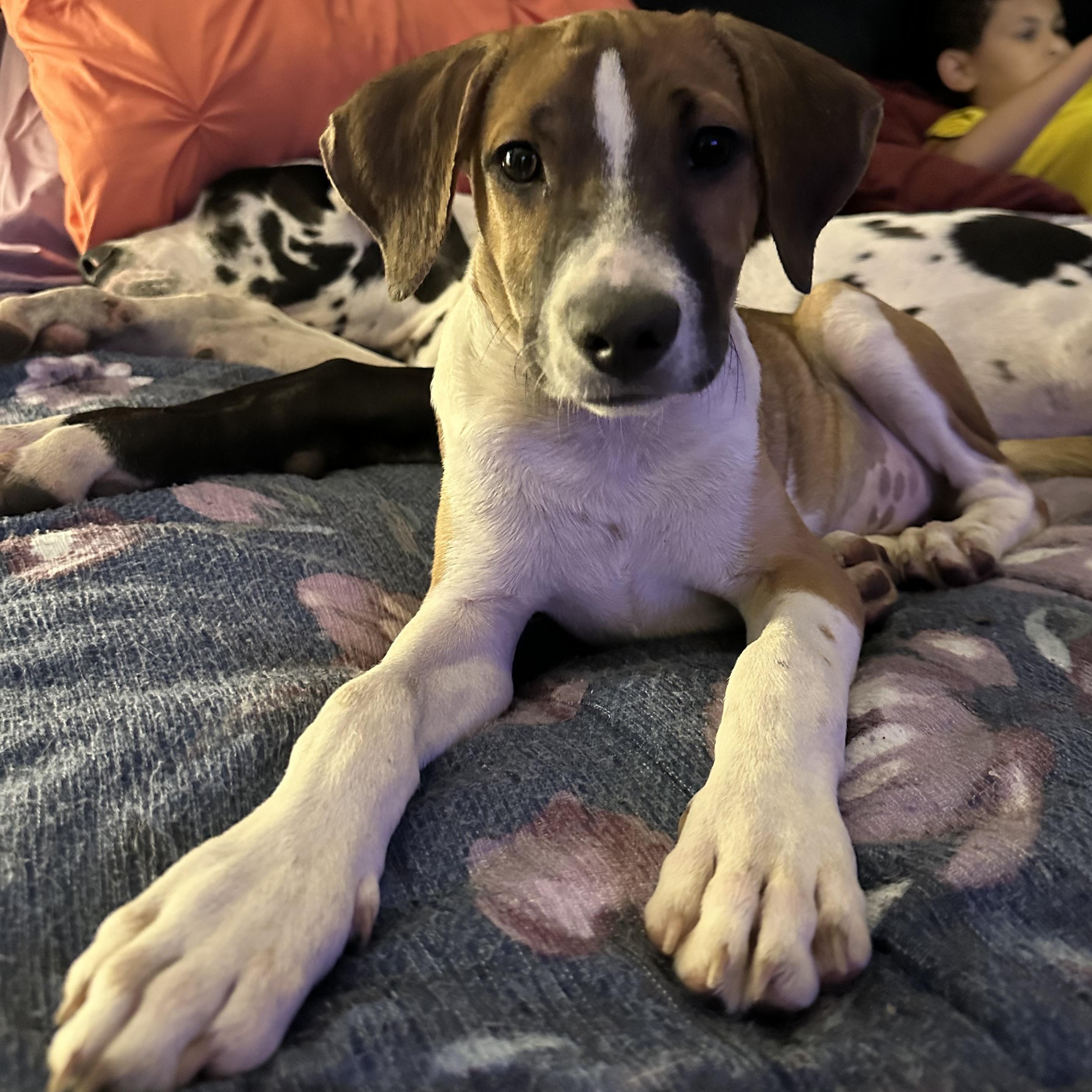 Enlarge Sonic, a Adoptable mixed breed in Charleston , WV image 4/5