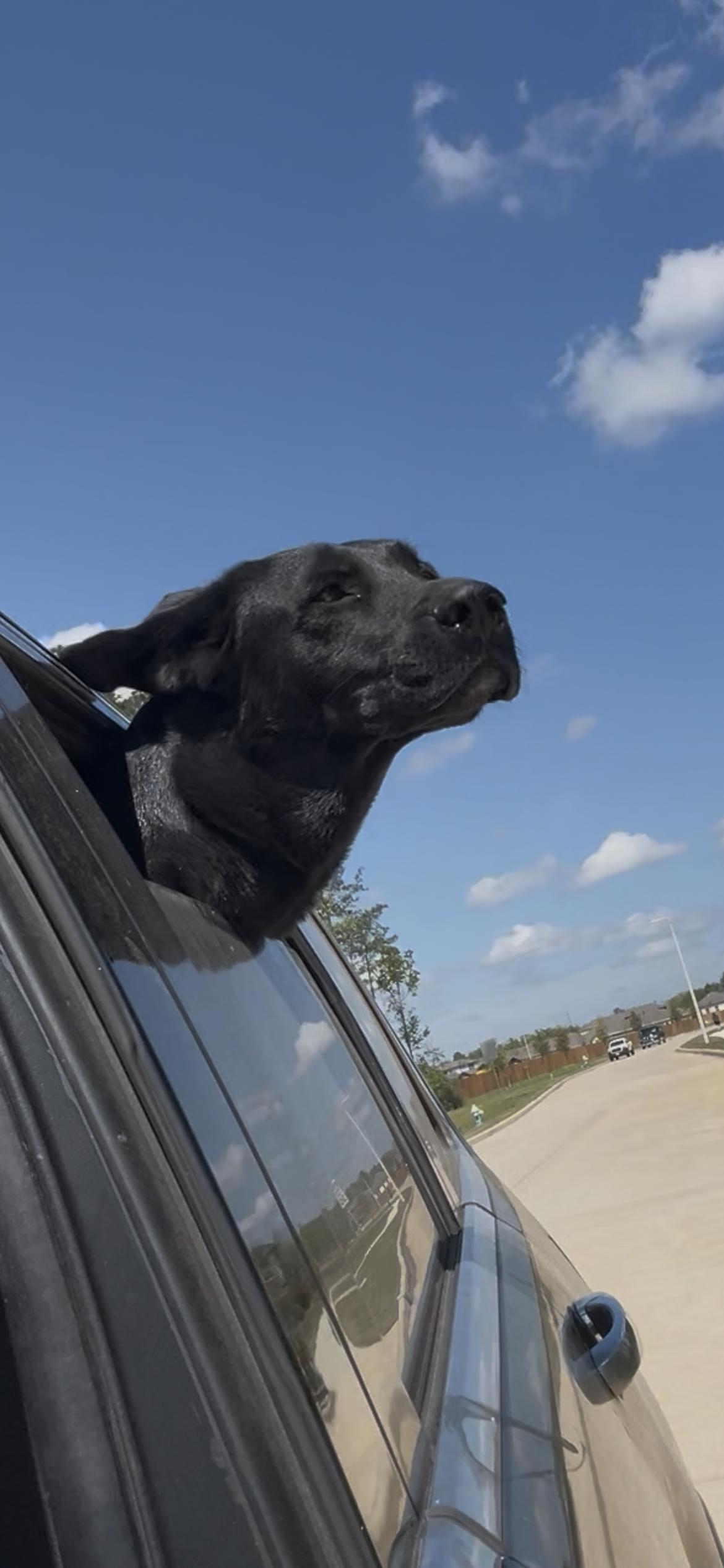 Enlarge HALO, a Adoptable Black Labrador Retriever in conroe, TX image 5/6