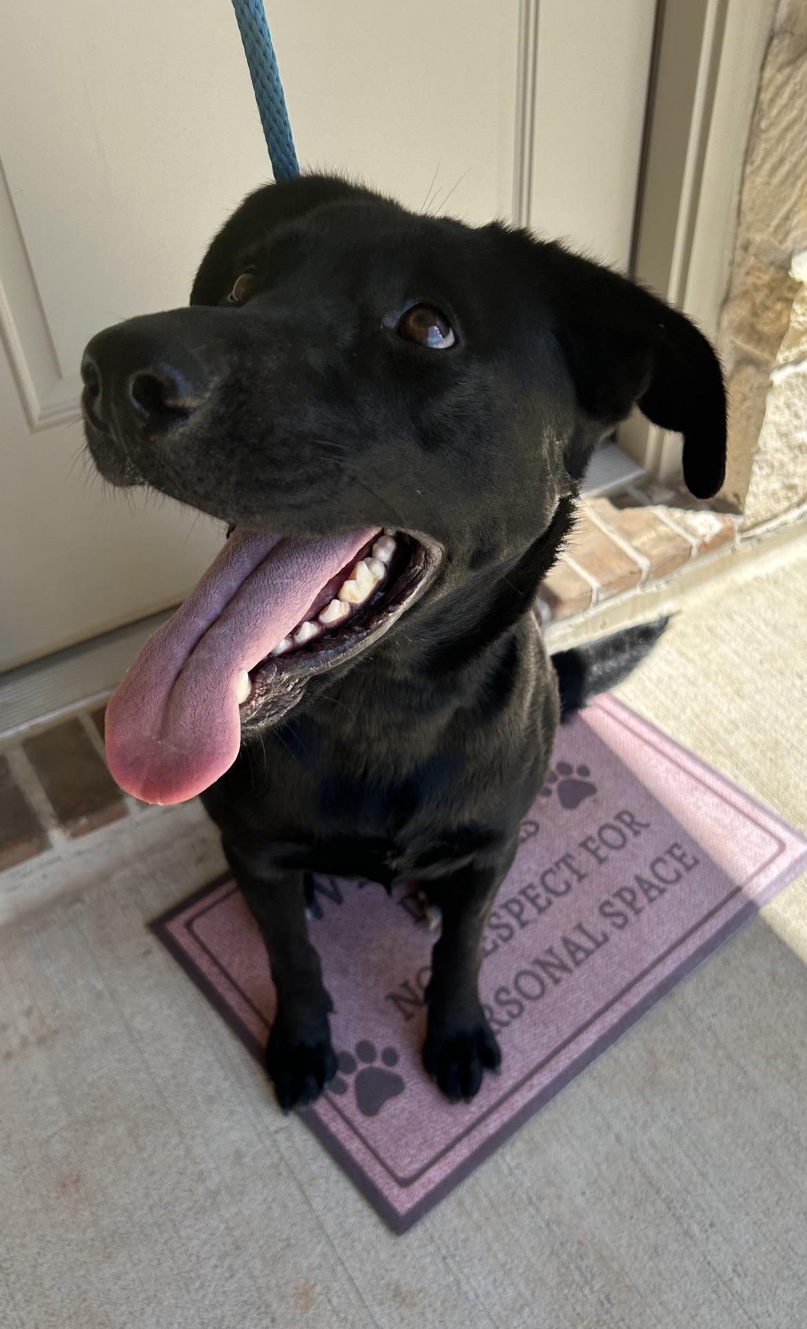 Enlarge HALO, a Adoptable Black Labrador Retriever in conroe, TX image 2/6