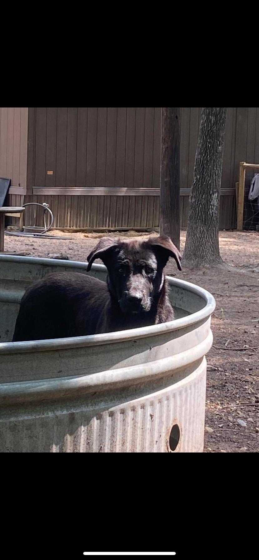 Enlarge HALO, a Adoptable Black Labrador Retriever in conroe, TX image 3/6