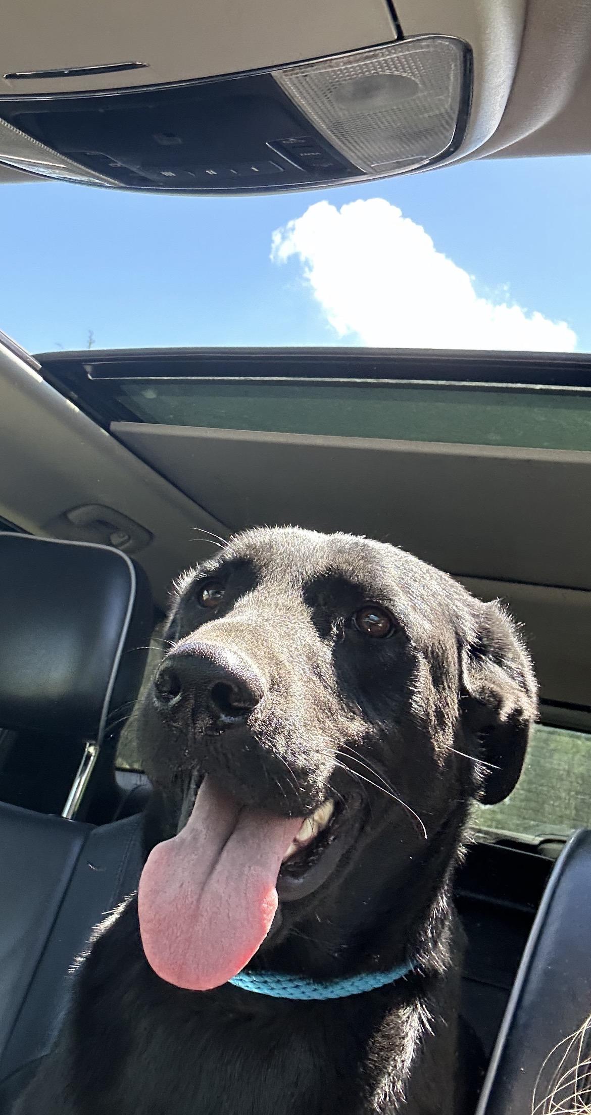 Enlarge HALO, a Adoptable Black Labrador Retriever in conroe, TX image 1/6