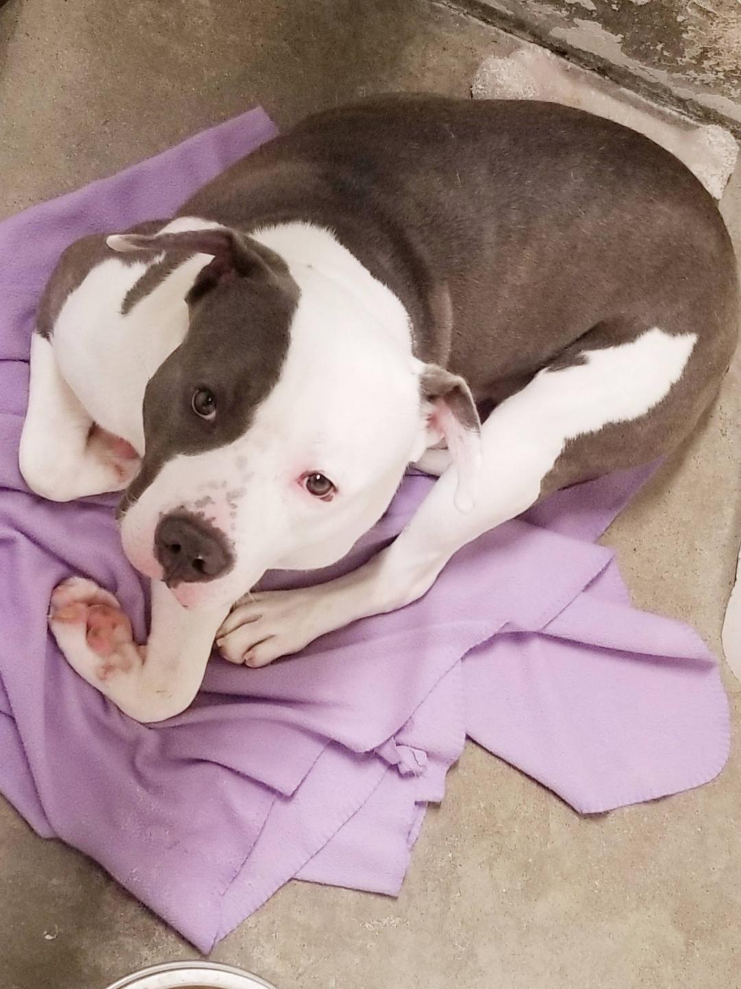 BAMBAM, Adoptable, Young Male Pit Bull Terrier.