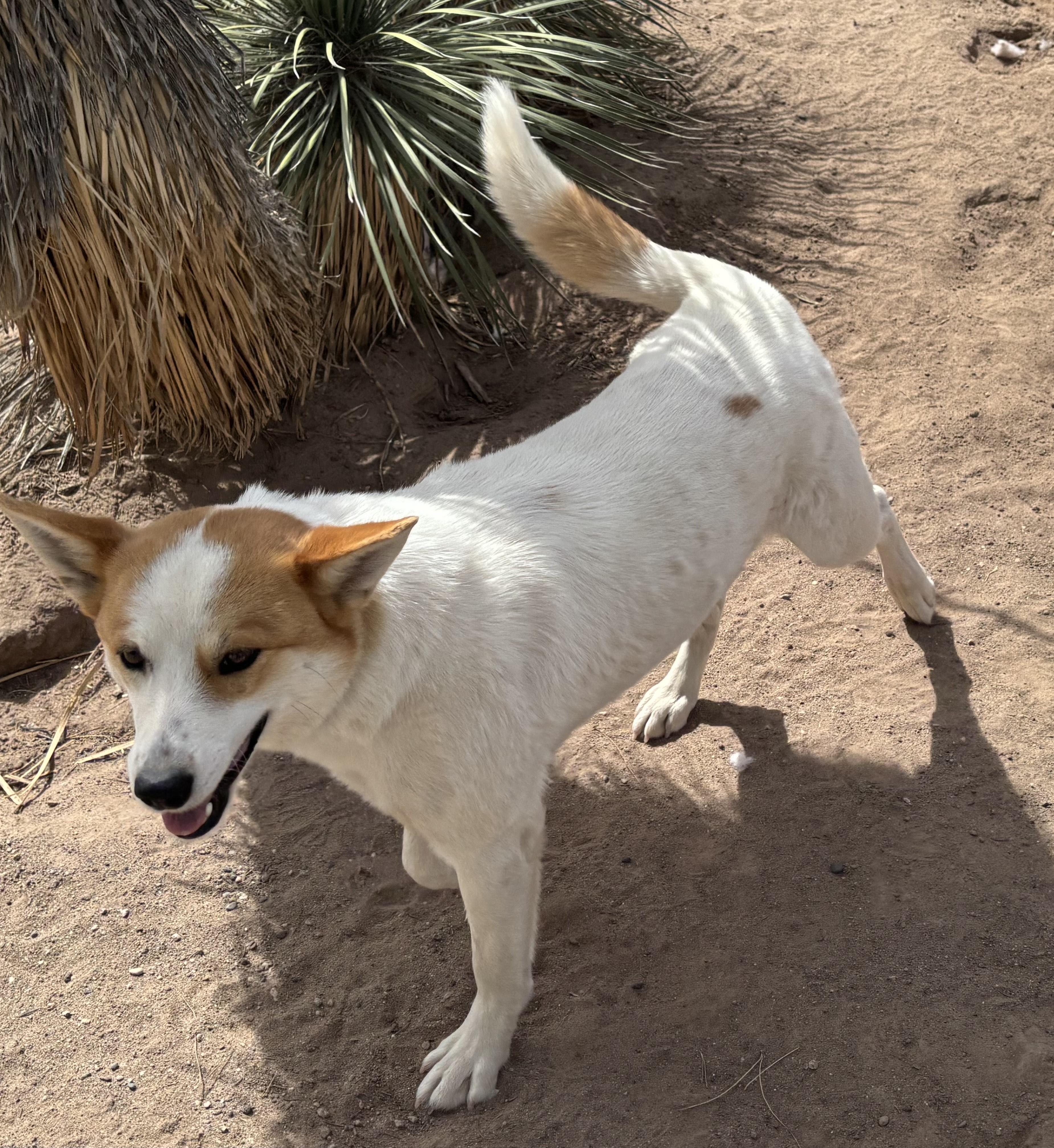 Enlarge Galina, a ADOPTABLE Mixed Breed in Deming, NM image 2/3